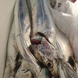 武士(SAMURAI) 釣果