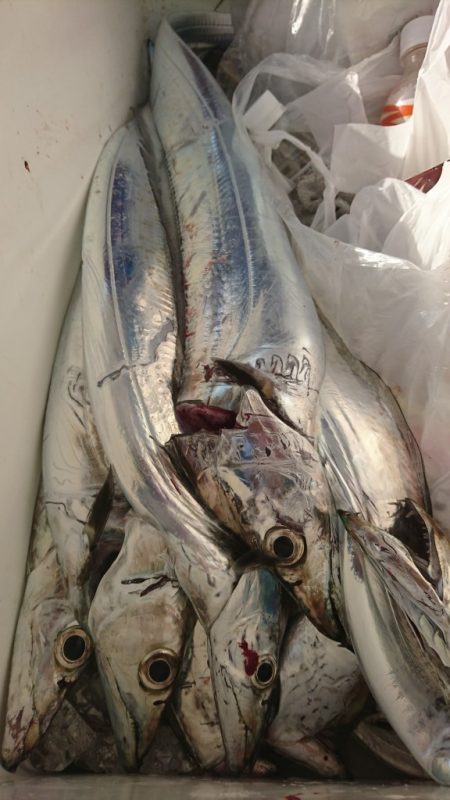 武士(SAMURAI) 釣果