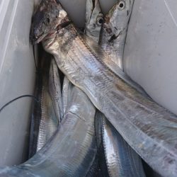 武士(SAMURAI) 釣果