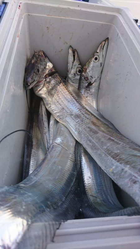 武士(SAMURAI) 釣果