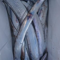 武士(SAMURAI) 釣果