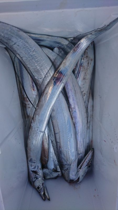 武士(SAMURAI) 釣果