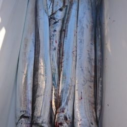 武士(SAMURAI) 釣果