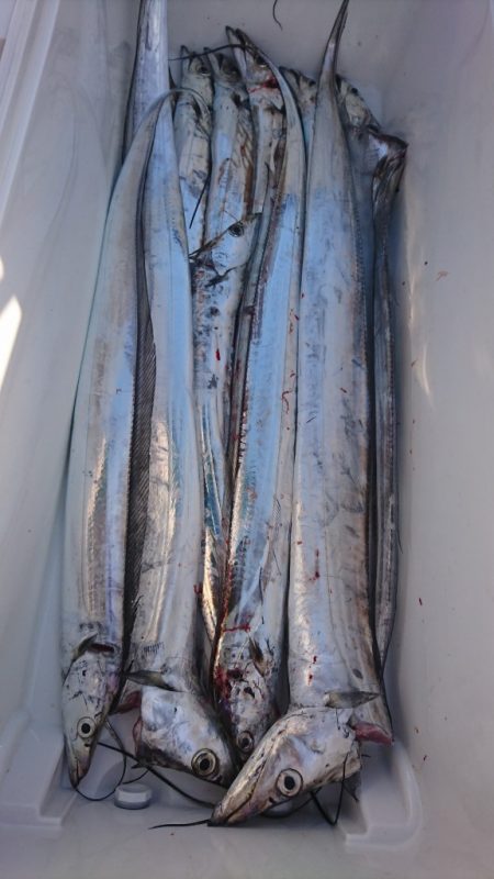 武士(SAMURAI) 釣果