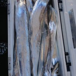 武士(SAMURAI) 釣果