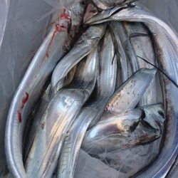 武士(SAMURAI) 釣果