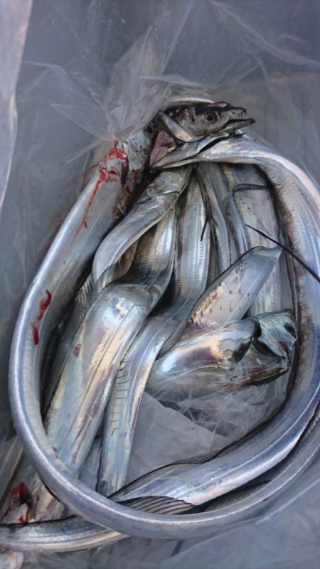 武士(SAMURAI) 釣果