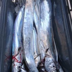 武士(SAMURAI) 釣果