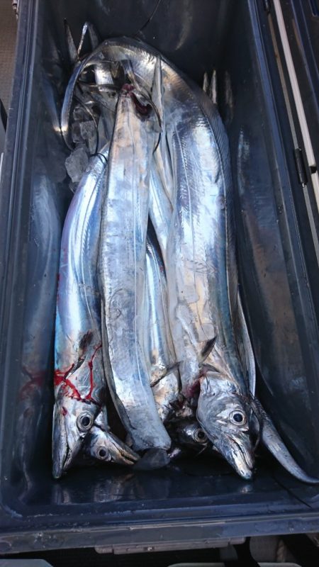 武士(SAMURAI) 釣果