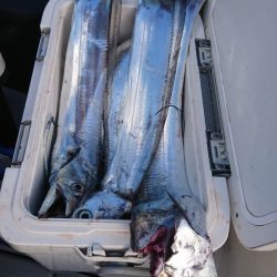 武士(SAMURAI) 釣果