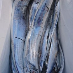 武士(SAMURAI) 釣果