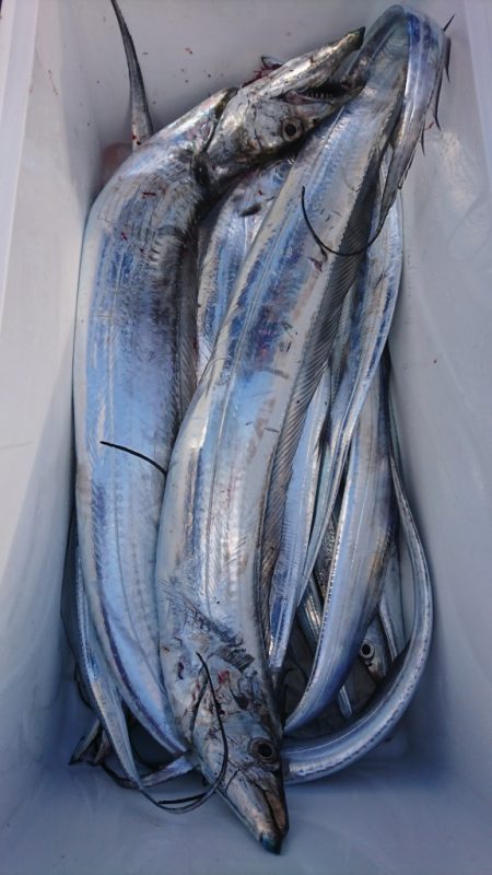 武士(SAMURAI) 釣果