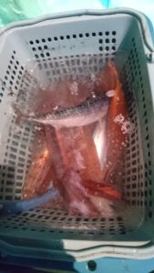 愛海丸 釣果
