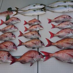 フィッシングボートACE(エース) 釣果