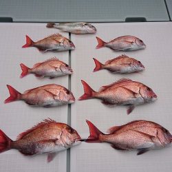 フィッシングボートACE(エース) 釣果