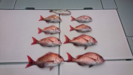 フィッシングボートACE（エース） 釣果