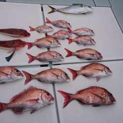 フィッシングボートACE（エース） 釣果