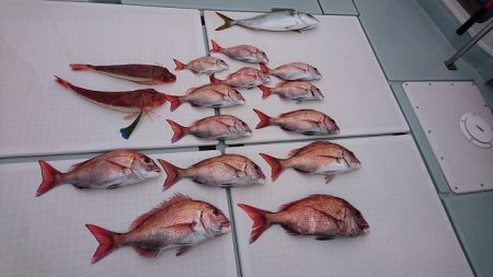 フィッシングボートACE（エース） 釣果