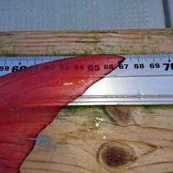 フィッシングボートACE(エース) 釣果