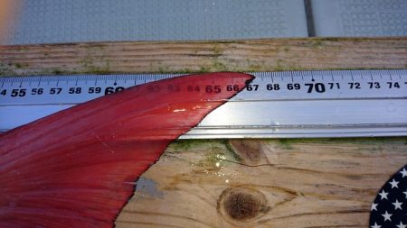 フィッシングボートACE(エース) 釣果