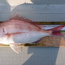 フィッシングボートACE（エース） 釣果