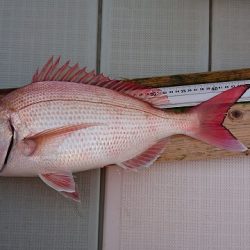 フィッシングボートACE（エース） 釣果