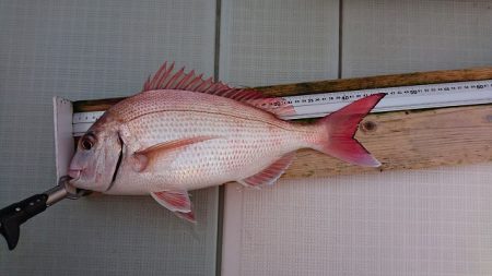 フィッシングボートACE（エース） 釣果