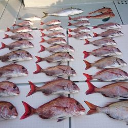 フィッシングボートACE（エース） 釣果