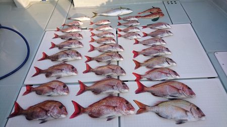 フィッシングボートACE（エース） 釣果