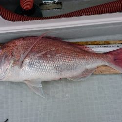 フィッシングボートACE(エース) 釣果