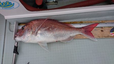 フィッシングボートACE(エース) 釣果