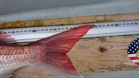 フィッシングボートACE(エース) 釣果