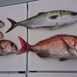 フィッシングボートACE(エース) 釣果