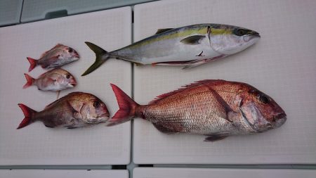 フィッシングボートACE(エース) 釣果