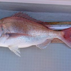 フィッシングボートACE(エース) 釣果