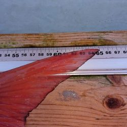 フィッシングボートACE(エース) 釣果