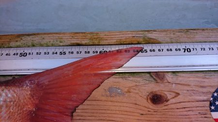 フィッシングボートACE(エース) 釣果