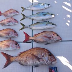 フィッシングボートACE(エース) 釣果