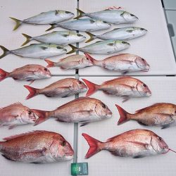 フィッシングボートACE(エース) 釣果