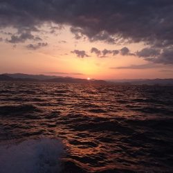 フィッシングボートACE(エース) 釣果