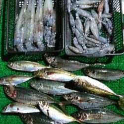 シードリーム 釣果