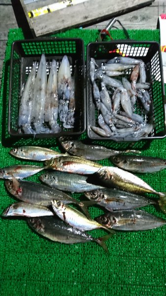 シードリーム 釣果