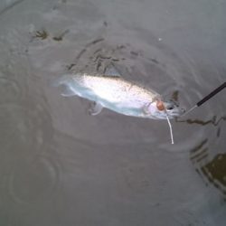 フィッシングエリア帝釈 釣果