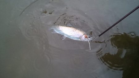 フィッシングエリア帝釈 釣果