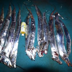 アジアマリンサービス 釣果