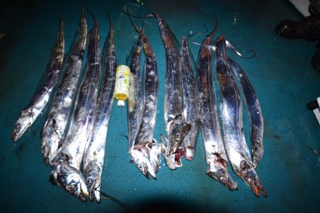 アジアマリンサービス 釣果