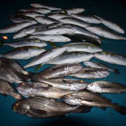 アジアマリンサービス 釣果