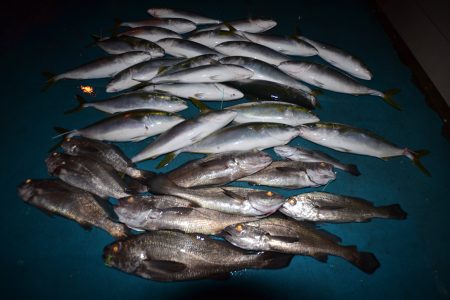 アジアマリンサービス 釣果