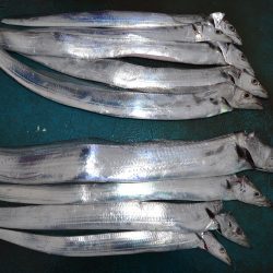 アジアマリンサービス 釣果