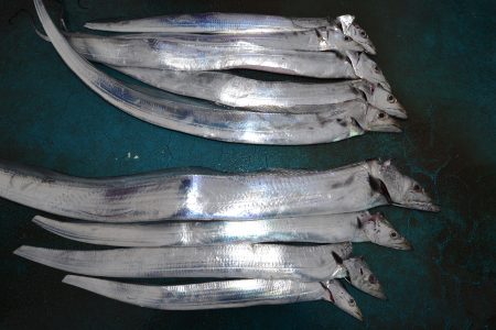 アジアマリンサービス 釣果